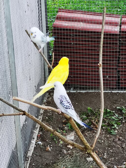 Andulka vlnkovaná TCB modrá řada, TCB krajková - 3