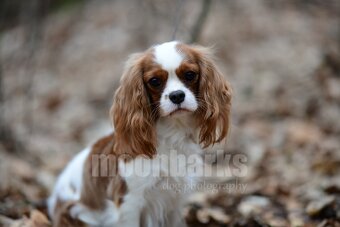 Vánoční štěňátko Kavalír s PP, Praha - 3