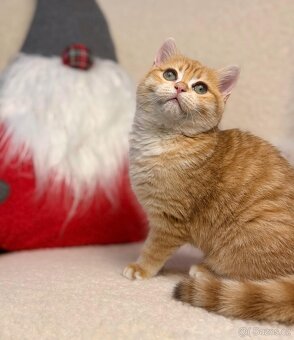 Šokoládově zlatý britský kocourek – zelené oči - 3