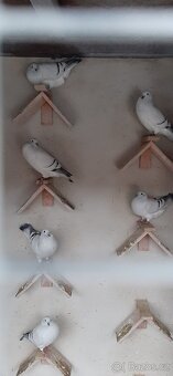 Český voláč sivý - 3