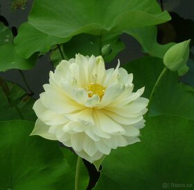 lotosy  lekníny vodní rostliny rákos řezan zblochan ostřice - 3