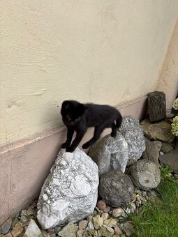 Černá kočička a mourovatý šedý kocourek - 3