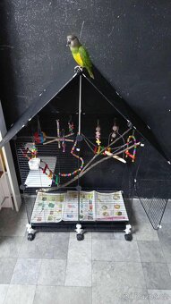 Papoušek senegalsky - 3