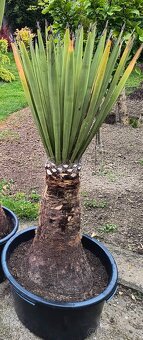 Sabal brazoriensis yucca juka - 3
