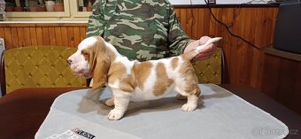 Basset hound – štěně s PP – bikolorní fenka - 3