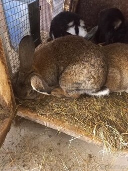 Prodám králíci - 3