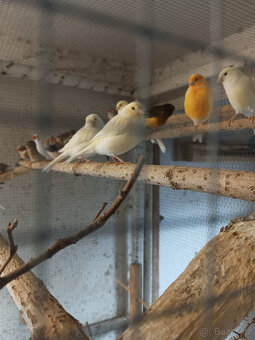 Zebřička pestrá a kanár - 3