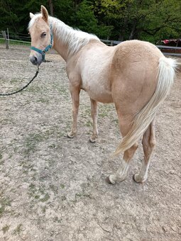 Ročný žrebček QH/PH - 3