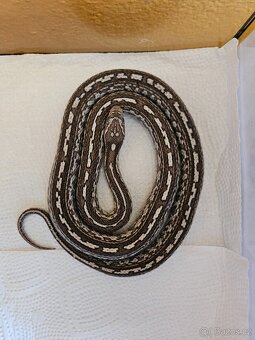 Prodám samce užovky červené anery - 3
