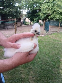 Hedvabnička velká bezvousá bílá - 3