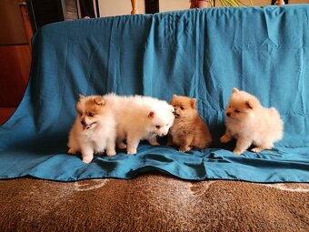 Pomeranian - 3