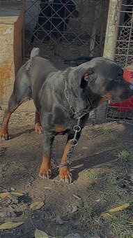 Dobry den daruji psa i fenu - 3