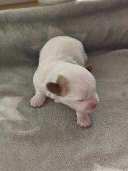 Jorkšírský teriér golddust s PP - 3