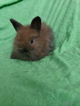 Vymazlení zakrslí králíčci - minilop, beranek, teddy - 3