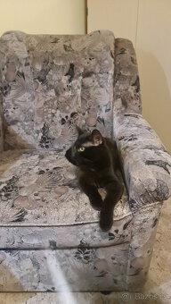 Darujeme do dobrých rukou černého kocourka - 3