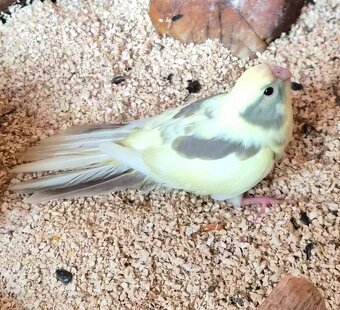 Kakariki rudočely - 3