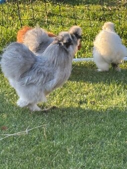 Hedvábnička kohout - 3