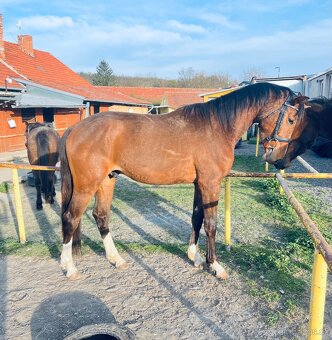 4 letý vlach po Le patron obsednut - 3