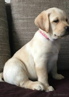 Labradorský retrívr - 3