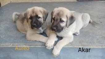 Kangal štěňata - 3