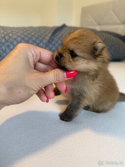 Pomeranian s PP FCI - 3