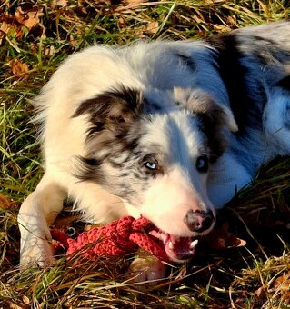 Prodám patnáctimesicniho blue merle pejska border collie s P - 3
