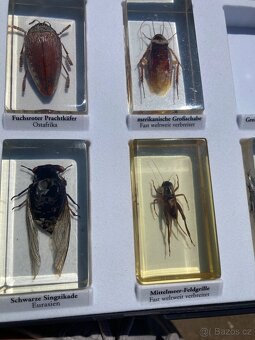 Brouci hmyz entomologie těžítka bezobratlí v pryskyřici epox - 3