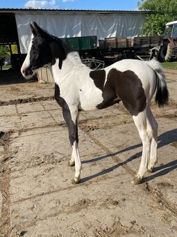 Líbivý Paint Horse hřebeček, APH - 3