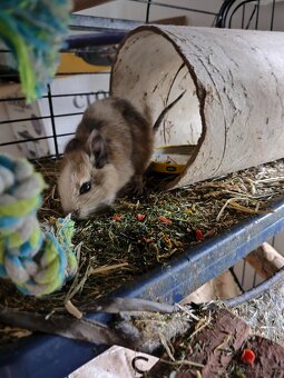 Prodej - osmák degu a klec - 3