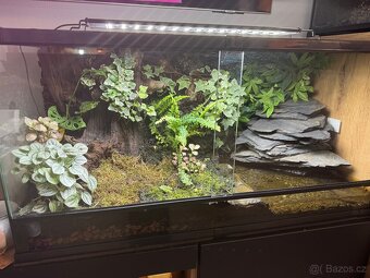 Prodam terarium na pralesnicky - 3