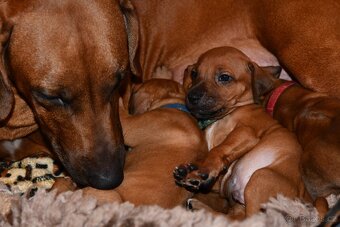 Rhodeský Ridgeback - štěňátka s PP - 3