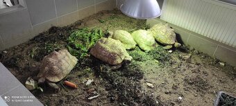 Želva pardálí - 3