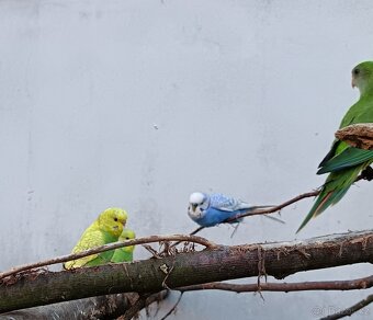 Andulky z venkovní voliery - 3