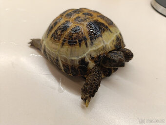 Želva stepní / čtyřprstá - 3