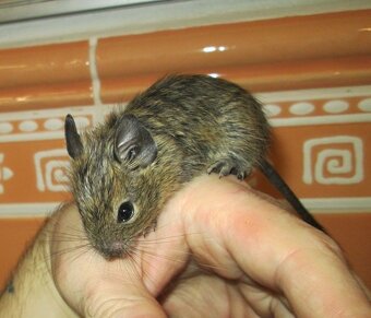 Osmák Degu - mláďata - 3