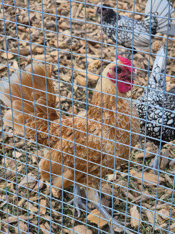 Sebritky a Šumavanky - 3