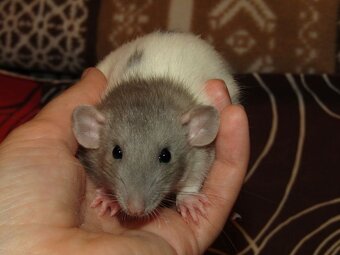Dumbo, rex, obláčkový efekt - potkánci s výpisem předků - 3