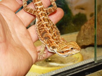 Agama vousatá (Pogona viticeps) - 3