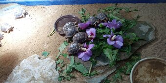 Suchozemská želva pardálí, mláďata. - 3