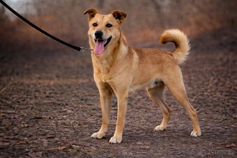 Chulio hledá domov - 3