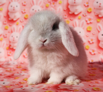 Zakrslý beránek NHD samička - 3