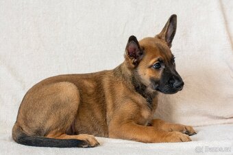 Peruánský naháč malý - střední - 3