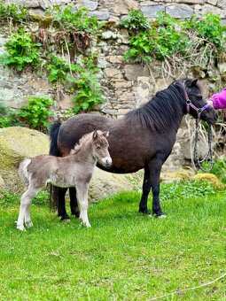 Minihorse - miniaturní kůň letošní hřebeček - 3