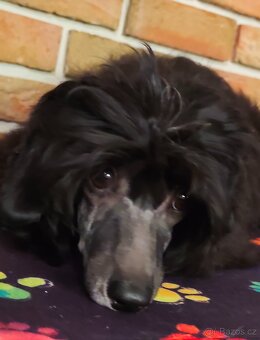 Čínský chocholatý pes, labutěnka - 3