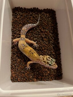 Gekončík noční - 3