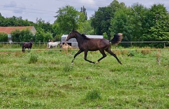 Lusitano klisna nar. 5/2024 - 3