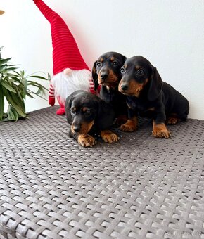 Jezevčík hladkosrstý trpasličí bez PP - 3