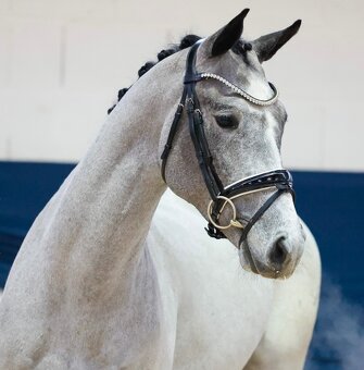 Orchid’s - pony B do sportu - 3