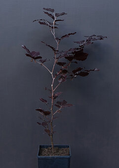 Buk lesní "Purpurea" - 3