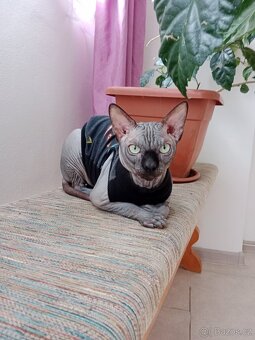 Kanadský sphynx - 3
